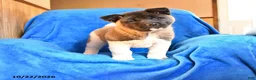 Akita dogs for sale: Rosalynn - Ad 4