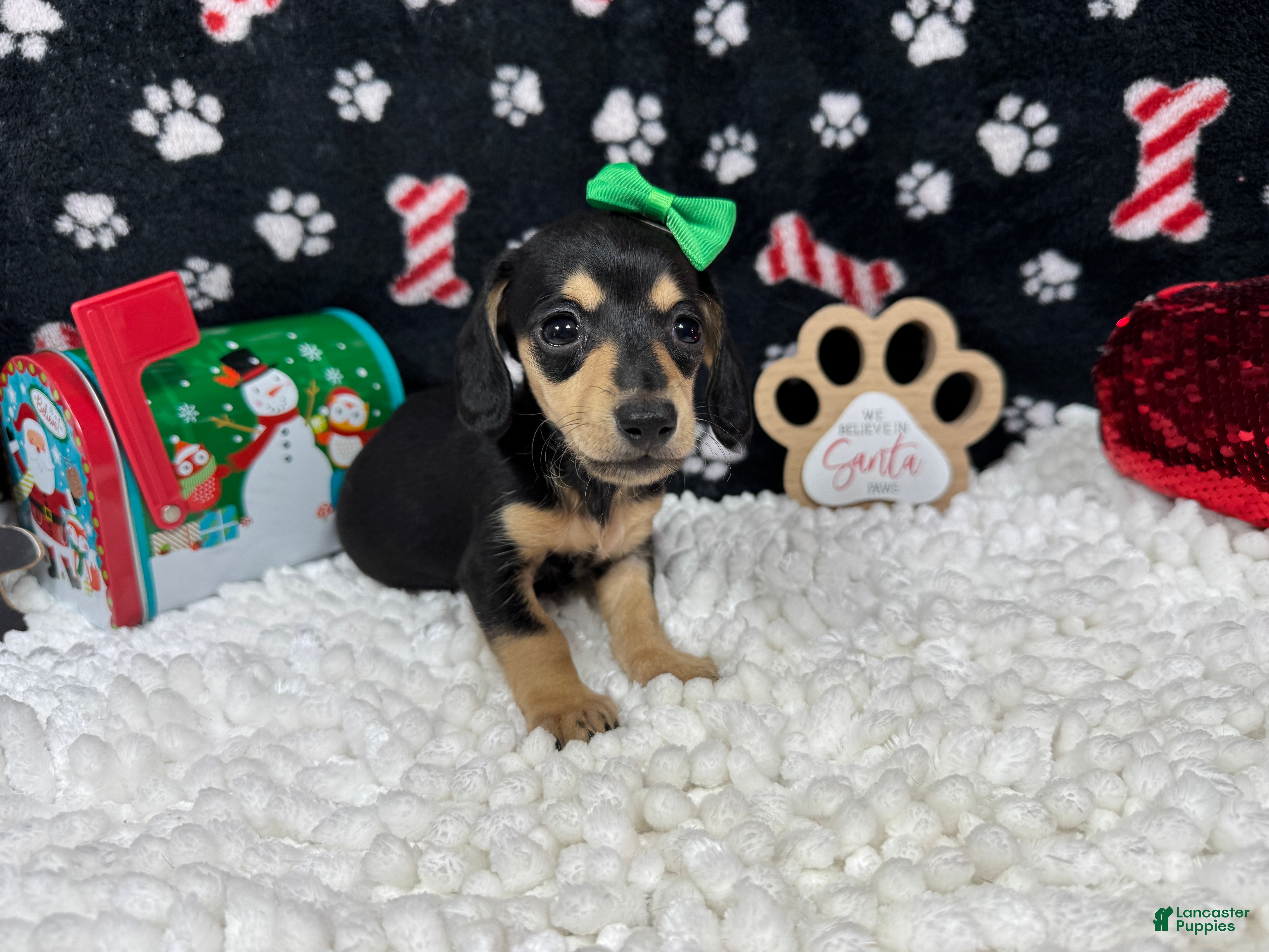 Miniature Dachshund dogs Miniature Dachshund Puppy 4 - Ad 19