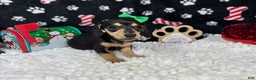 Miniature Dachshund dogs for sale: Miniature Dachshund Puppy 4 - Ad 1