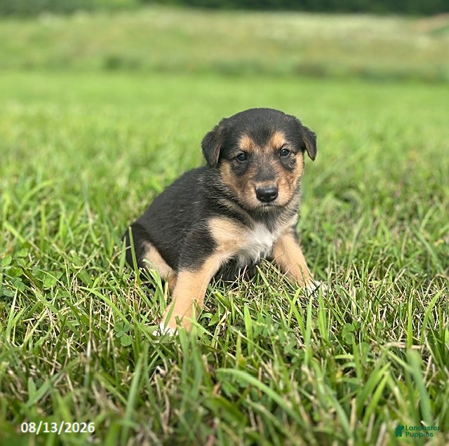 Mixed Breed dogs Quinn - Ad 1
