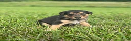 Mixed Breed dogs for sale: Quinn - Ad 1