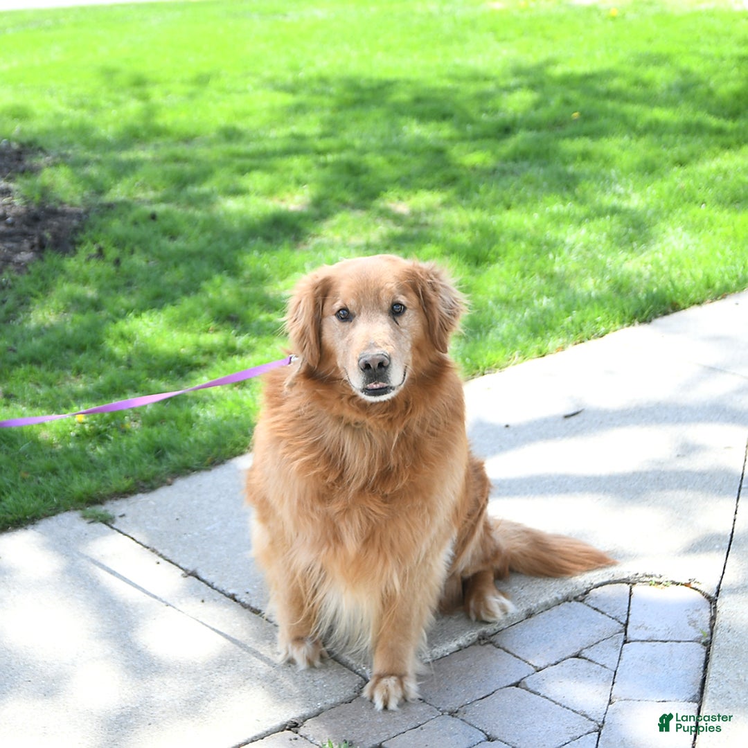 Golden Retriever dogs for sale: Snowflake  - Ad 7