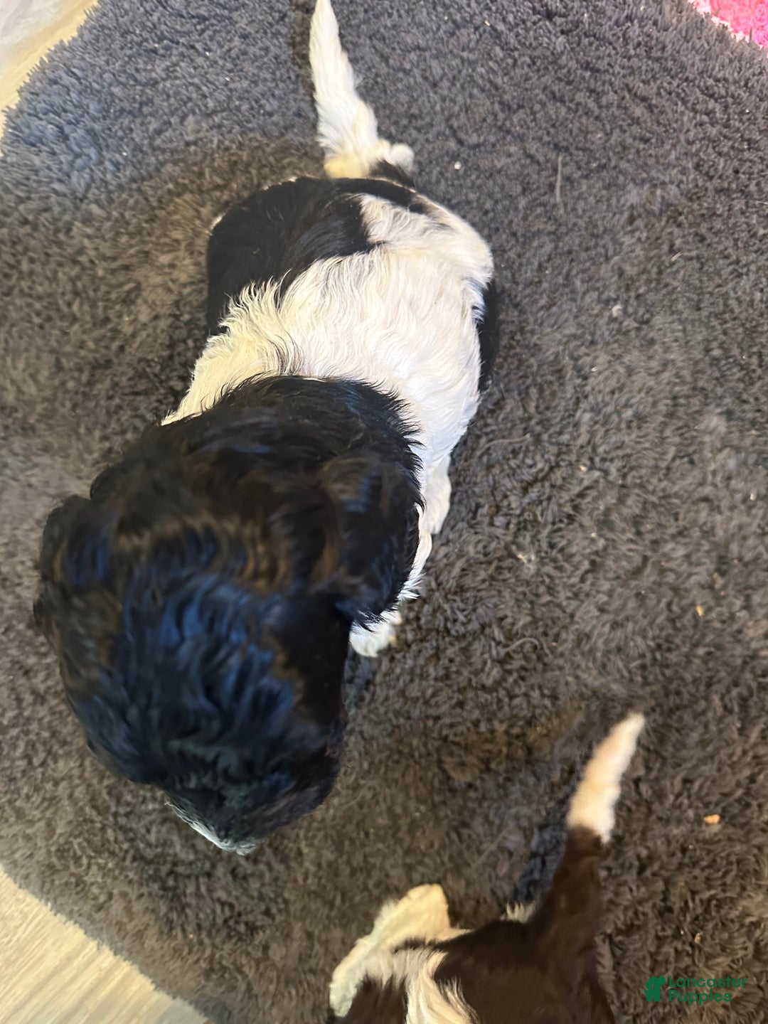 Mini Goldendoodle dogs for sale: Mini Goldendoodle Puppy 5 - Ad 2