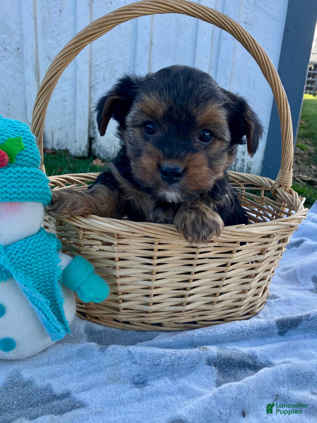 Yorkshire Terrier dogs for sale: Atlas - Ad 5