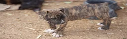Mixed Breed dogs for sale: Bandogge Brindle M - Ad 8
