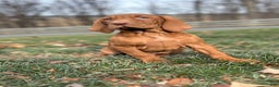 Vizsla dogs for sale: Van - Ad 1