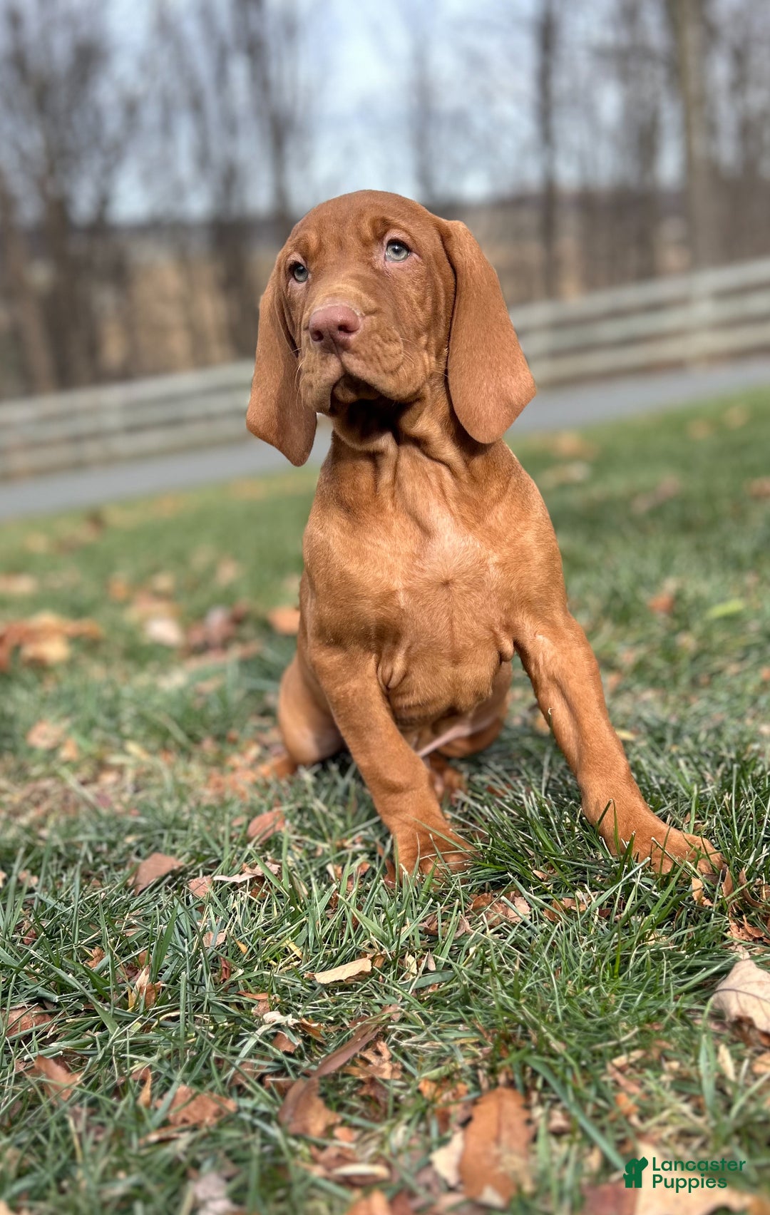Vizsla dogs for sale: Van - Ad 1