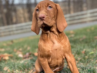 Vizsla dogs Van - Ad 13