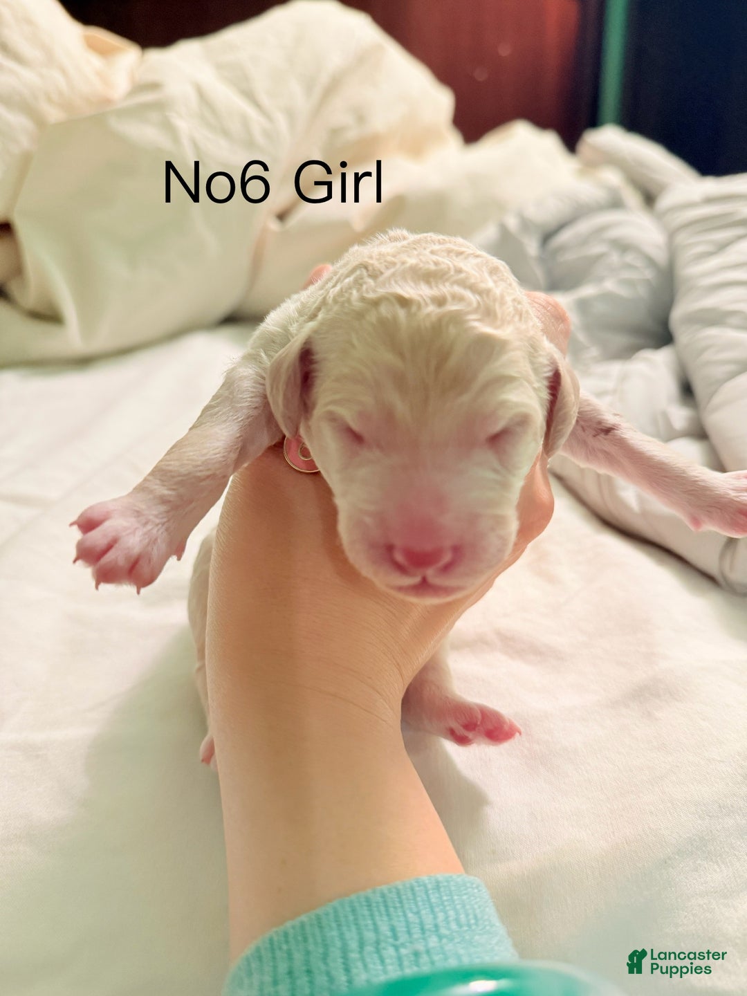 Standard Poodle dogs for sale: Standard Poodle Puppy 6 - Ad 1