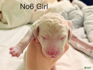 Standard Poodle dogs Standard Poodle Puppy 6 - Ad 33