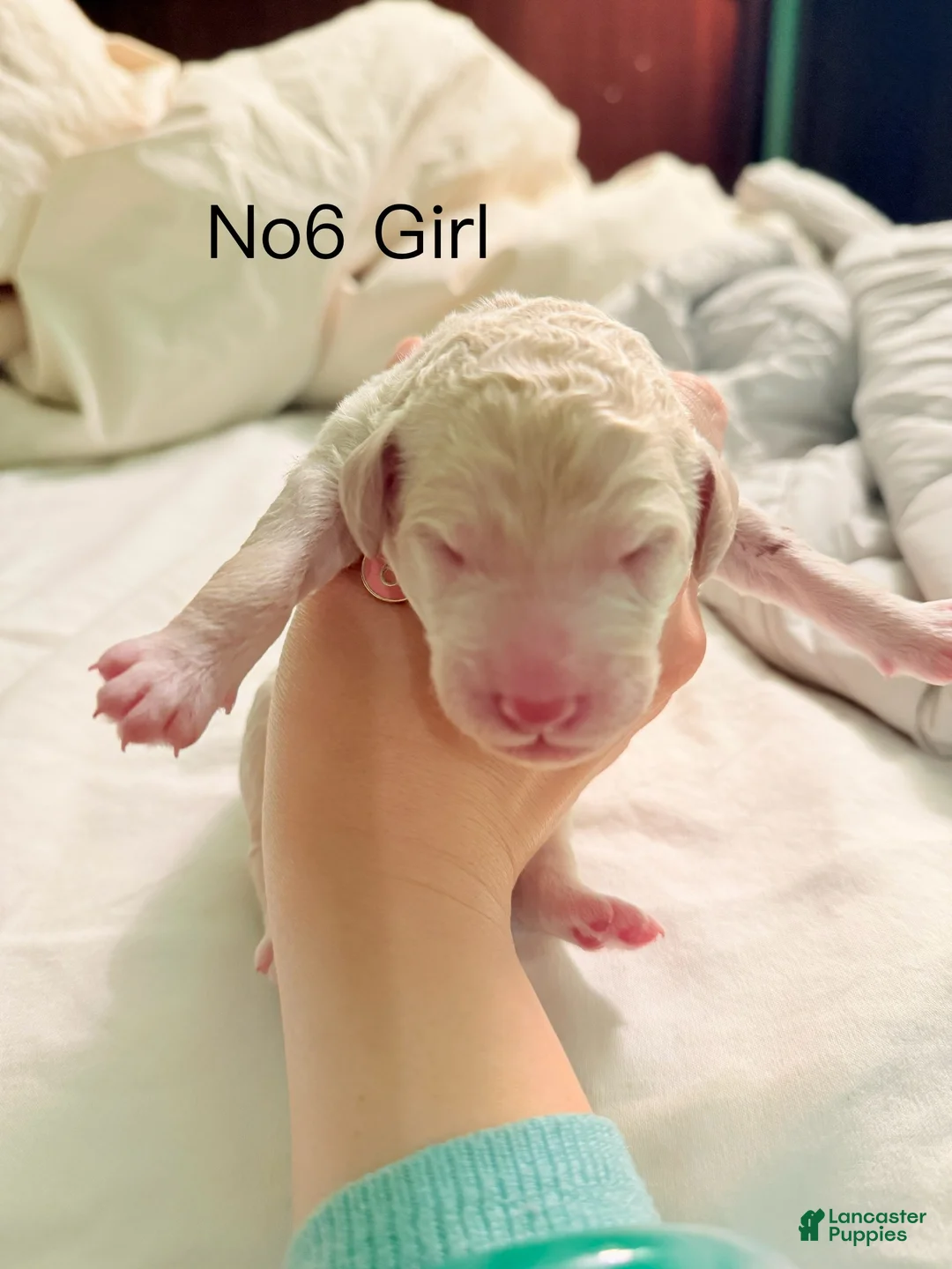 Standard Poodle dogs for sale: Standard Poodle Puppy 6 - Ad 9