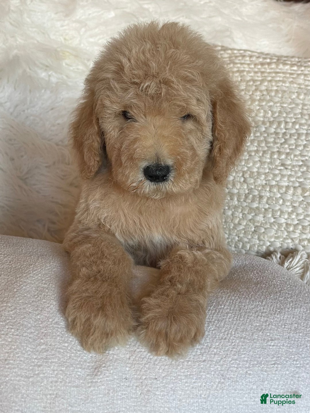 Goldendoodle dogs for sale: “Moose” CKC Goldendoodle 🐶 parents dna/health tested clear - Ad 4