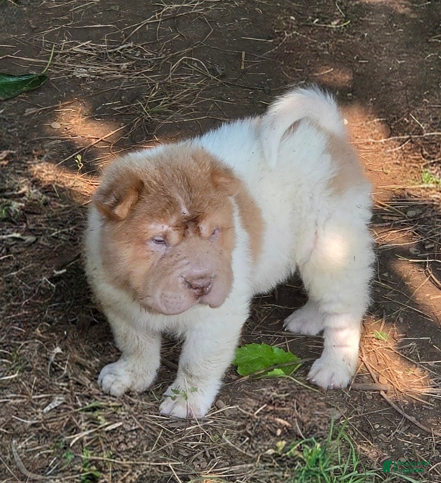 Shar Pei dogs Logan lilac bear coat mini - Ad 1