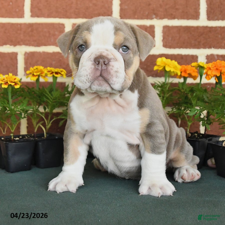 English Bulldog dogs Emilyn - Ad 2