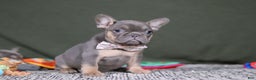 French Bulldog dogs for sale: Navy - Ad 3