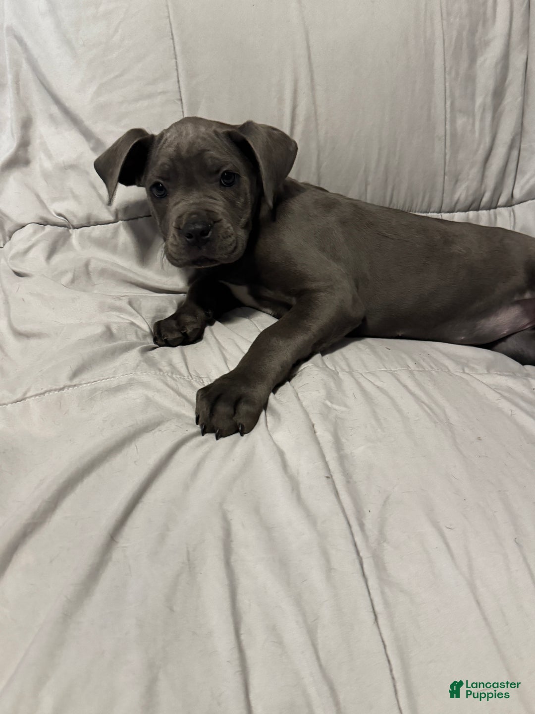 Cane Corso dogs for sale: Lelo - Ad 3