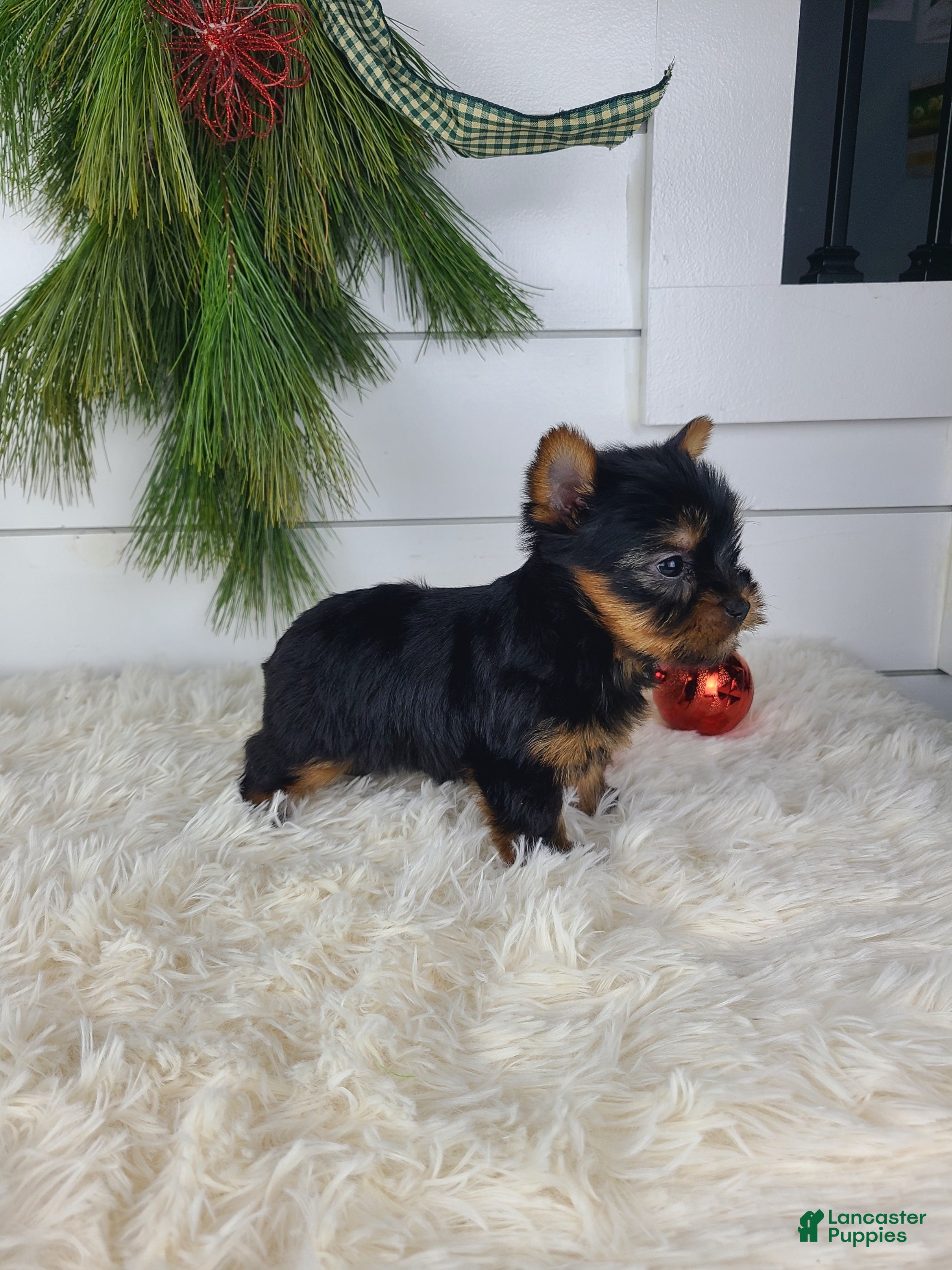 Yorkshire Terrier dogs CHLOE - Ad 17