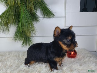 Yorkshire Terrier dogs CHLOE - Ad 15