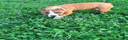 American Bully dogs for sale: Chester - Ad 3