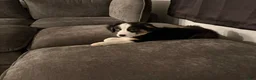 Australian Cattle Dog dogs for sale: Australian Cattle Dog 1 - Ad 1