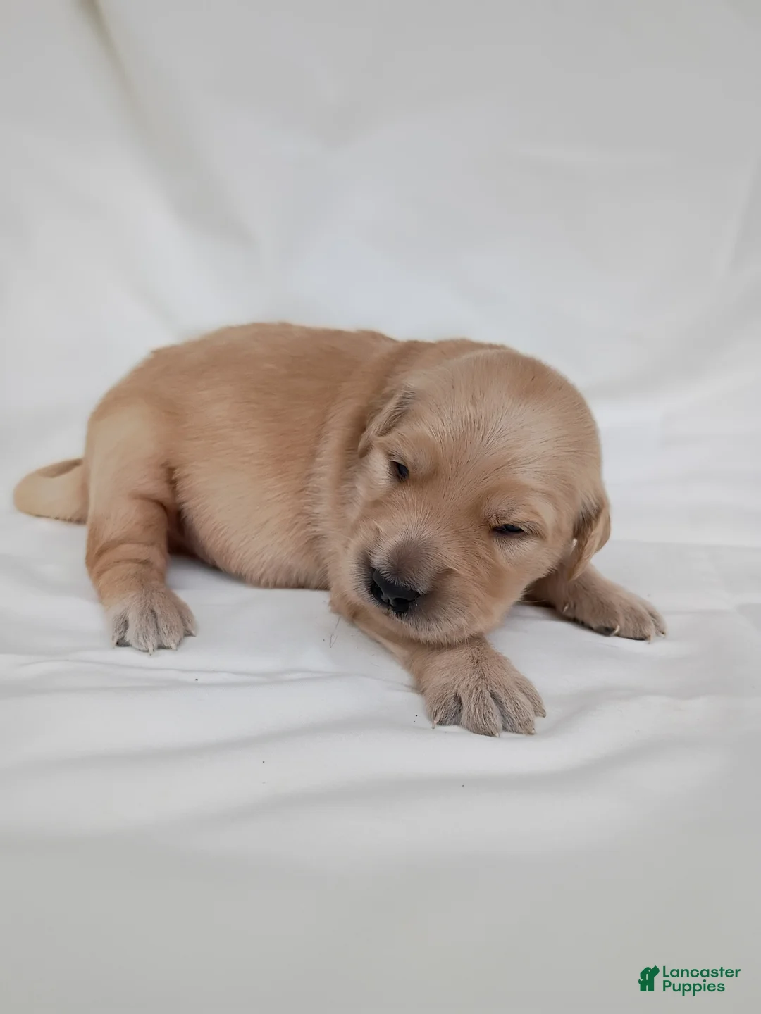 Golden Retriever dogs for sale: Golden Retriever 3 - Ad 2