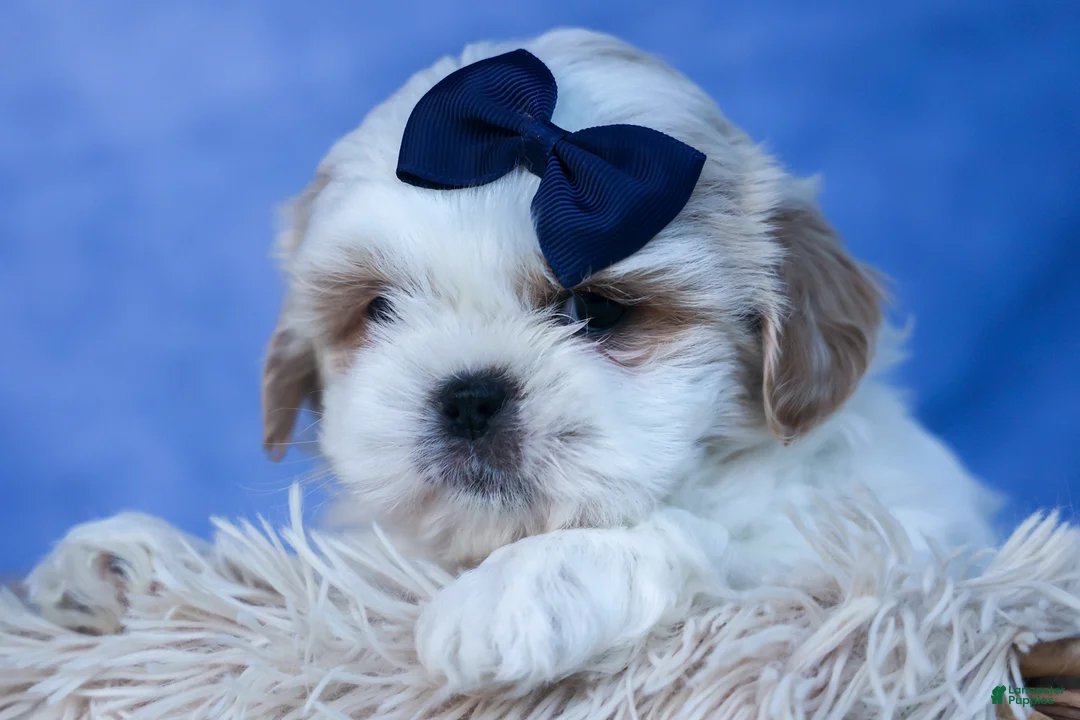 Shih Tzu dogs for sale: MEADOW - Ad 1