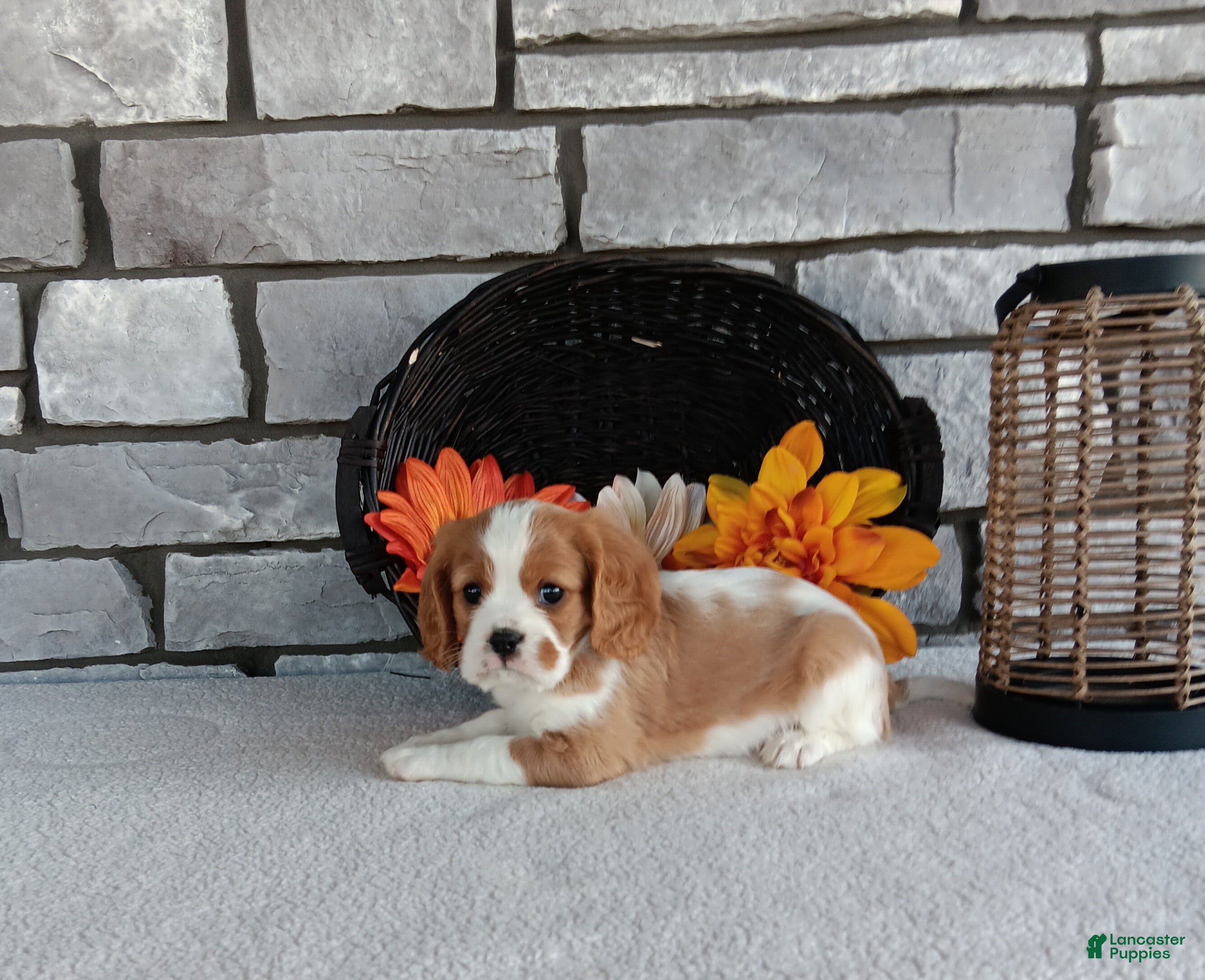 Cavalier King Charles Spaniel dogs for sale: Smokey  - Ad 2