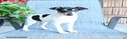 Toy Fox Terrier dogs for sale: Chad - Ad 4