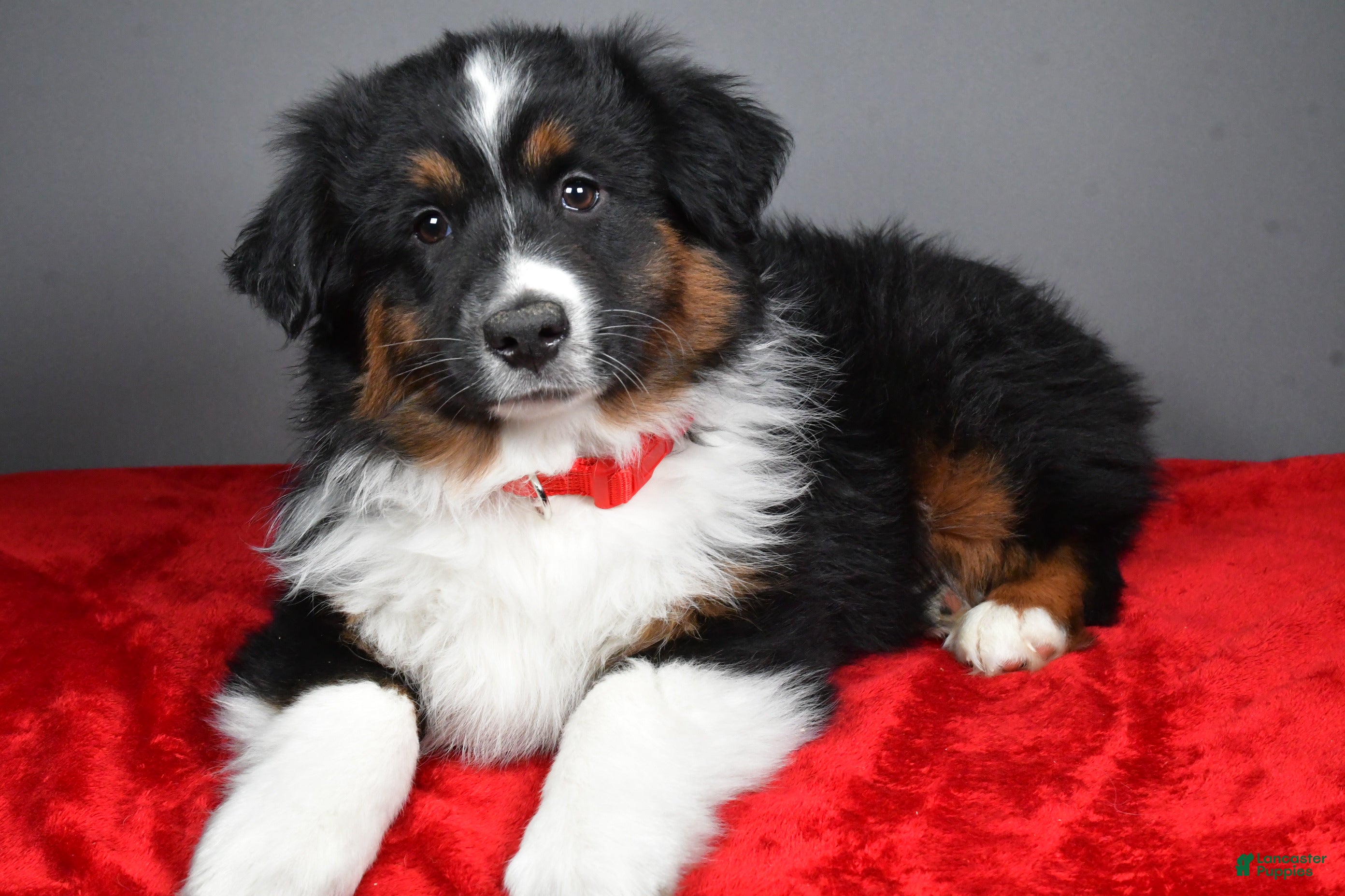 Miniature Australian Shepherd dogs Hunter - Ad 1