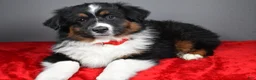 Miniature Australian Shepherd dogs for sale: Hunter - Ad 1