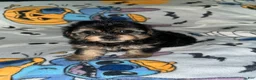 Yorkshire Terrier dogs for sale: Bear  - Ad 5