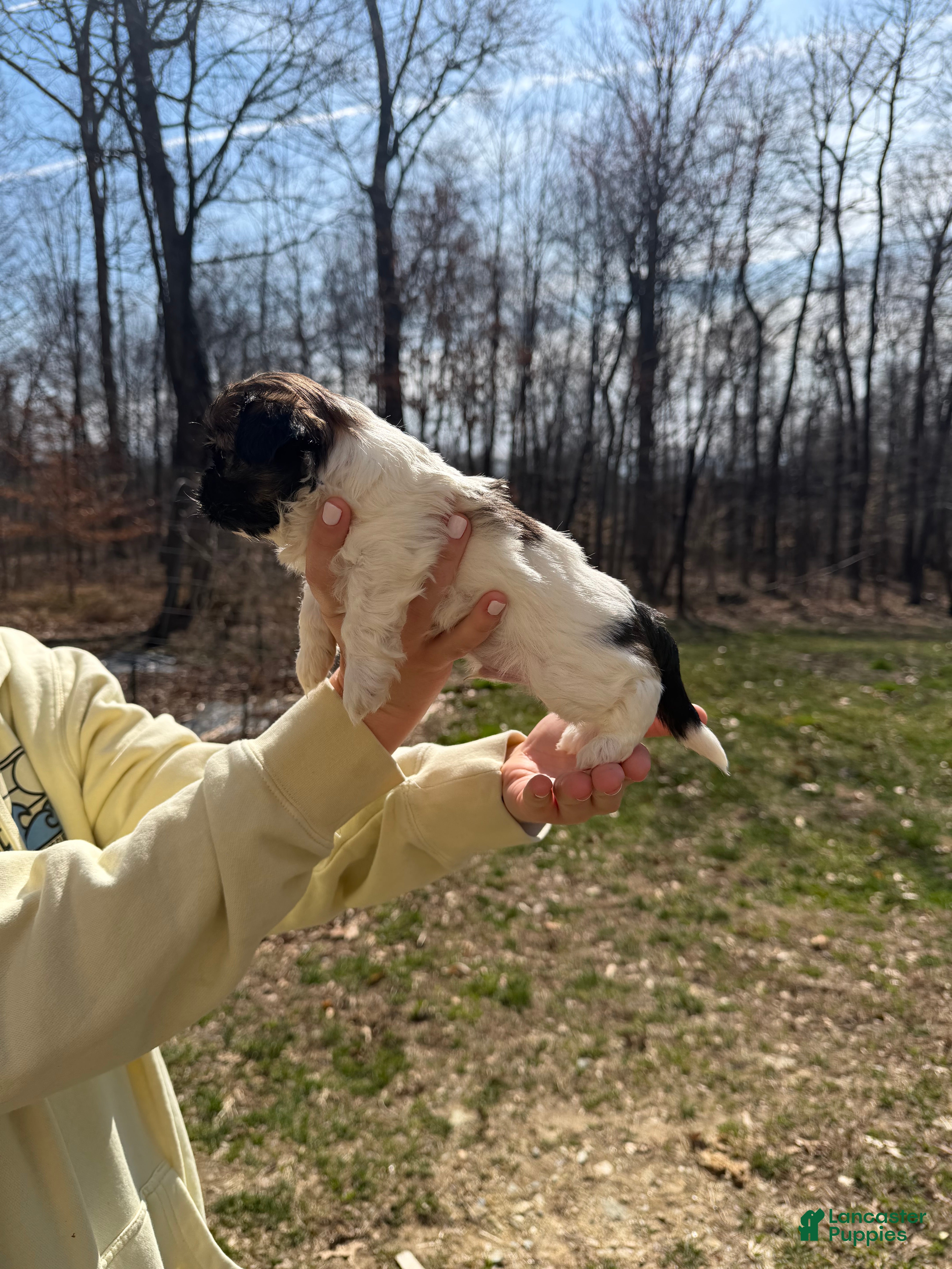 Shih Tzu dogs Shih Tzu puppy 2 - Ad 2