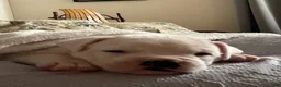 American Bulldog dogs for sale: Montana - Ad 6