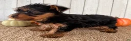 Yorkshire Terrier dogs for sale: Sugar Female AKC Yorkshire Terrier - Ad 6
