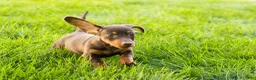 Miniature Dachshund dogs for sale: Ivan  - Ad 6
