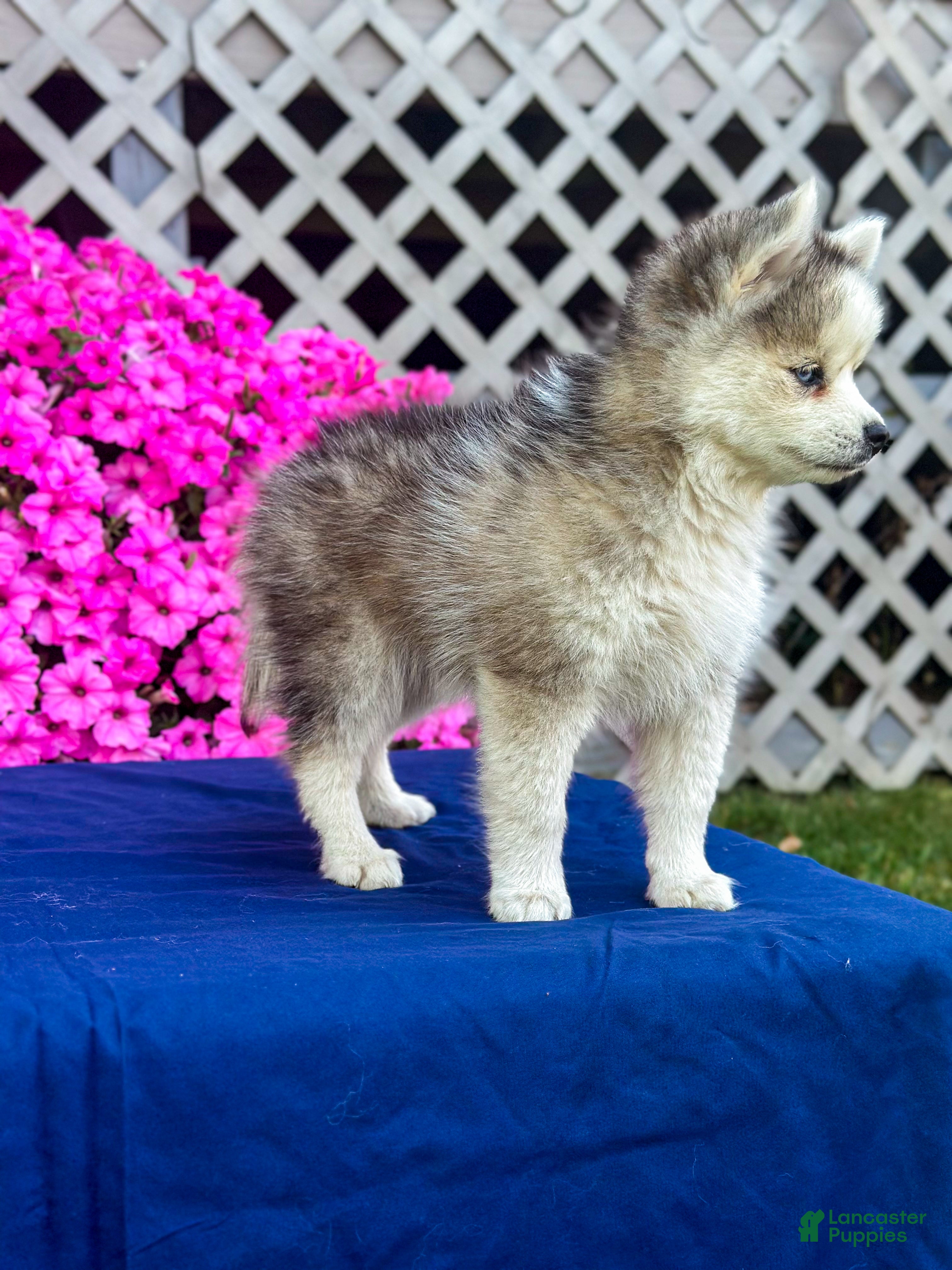 Pomsky dogs Rascal  - Ad 2