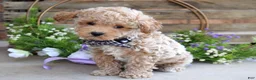 Toy Poodle dogs for sale: Miles - Ad 3