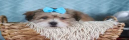 Teddy Bear dogs for sale: GIGI - Ad 8
