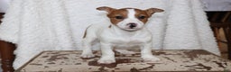 Jack Russell Terrier dogs for sale: Butterscotch - Ad 5