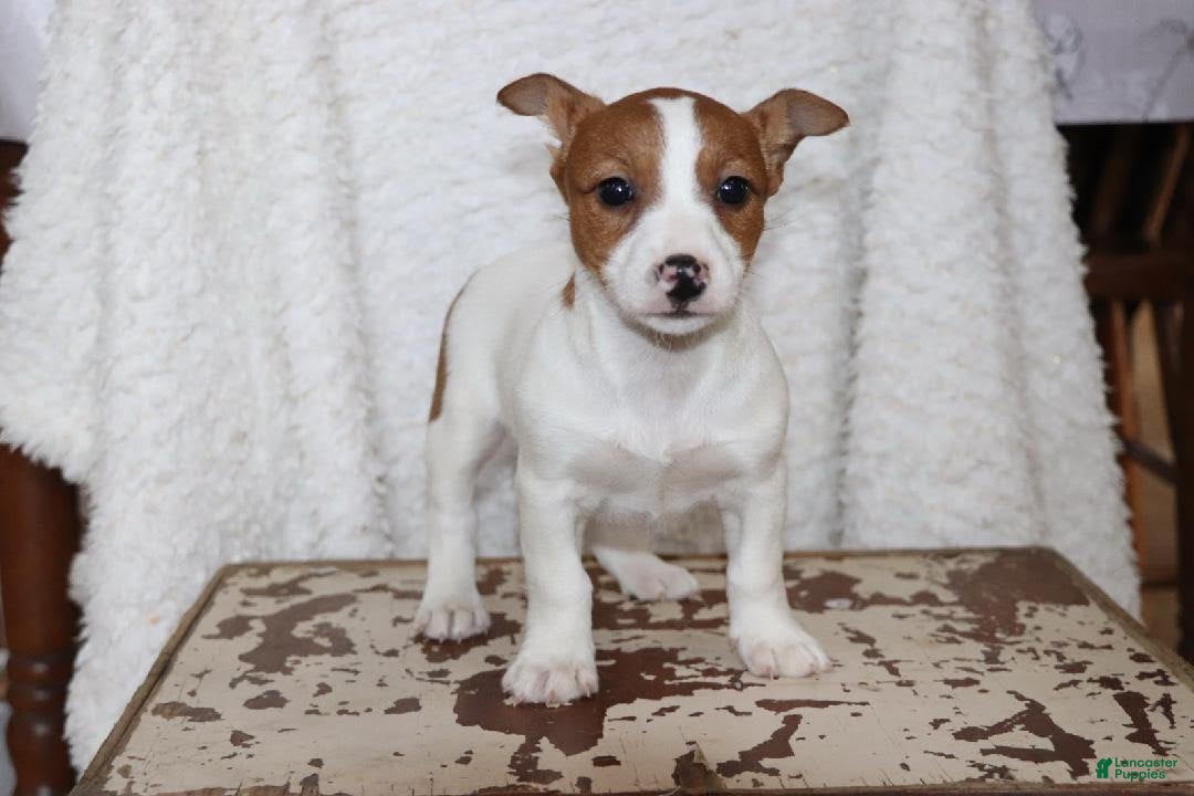 Jack Russell Terrier dogs for sale: Butterscotch - Ad 5