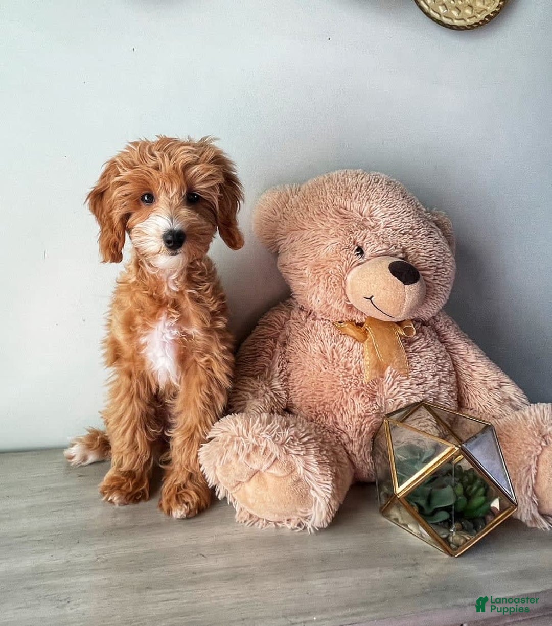 Gallery Image {{count}}