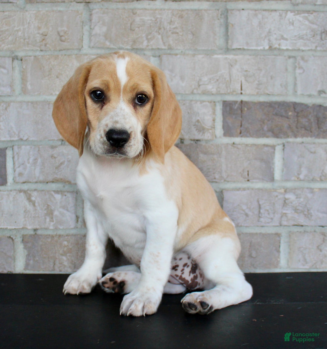 Dog Breed Lemon Pocket Beagle Lemon Beagle Puppy Small Ticked