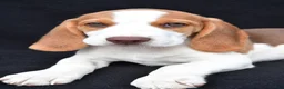 Beagle dogs for sale: Marcus - Ad 5