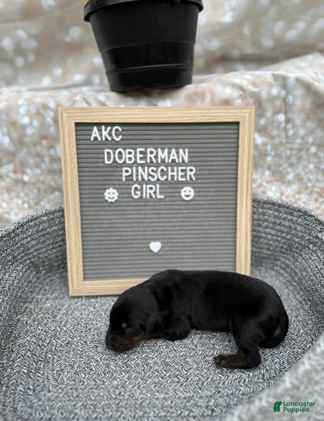 Doberman Pinscher dogs for sale: Black girl - Ad 3