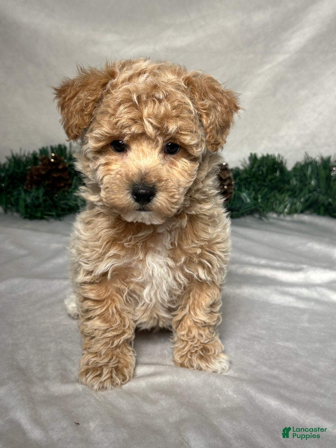 Bichpoo dogs for sale: Archie  - Ad 1