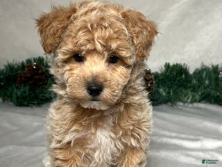 Bichpoo dogs Archie - Ad 40