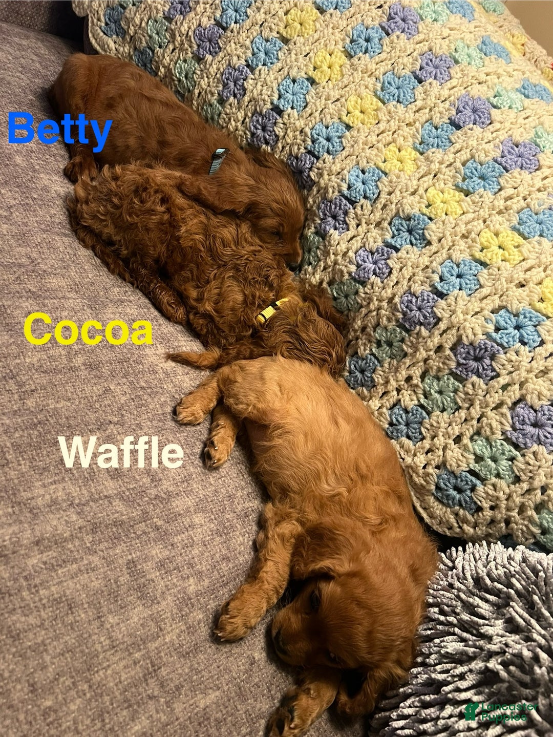 Cavapoo dogs for sale: Betty - Still available  - Ad 11