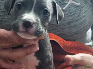 American Pit Bull Terrier dogs Blue Nose Pitbul Tank - Ad 28