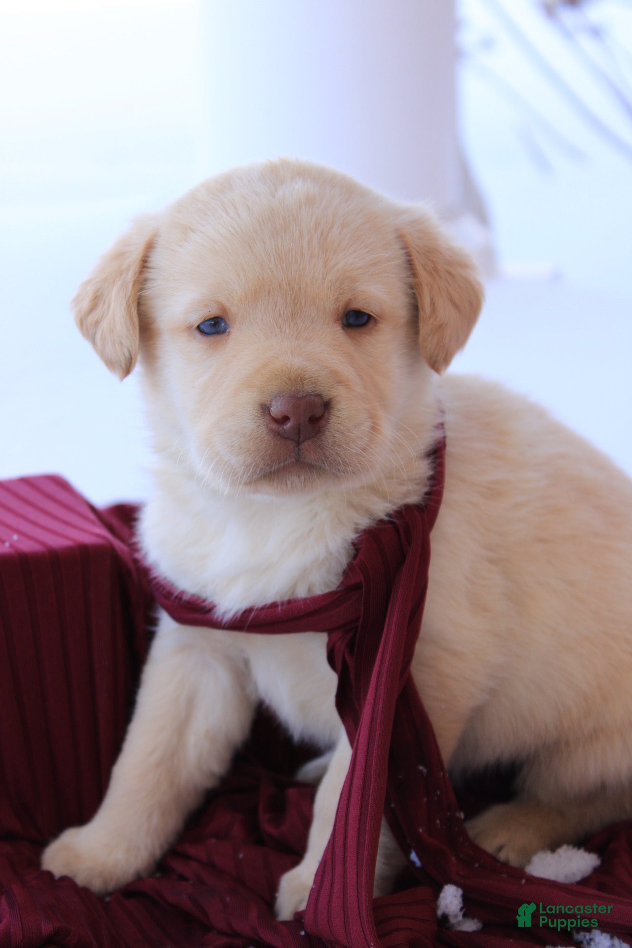 Labrador Retriever dogs Juliet - Ad 2