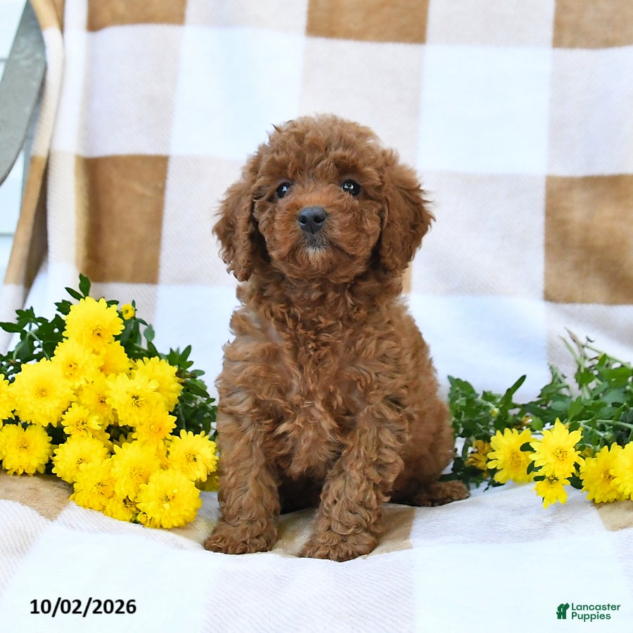 Cockapoo dogs Morgan - Ad 2